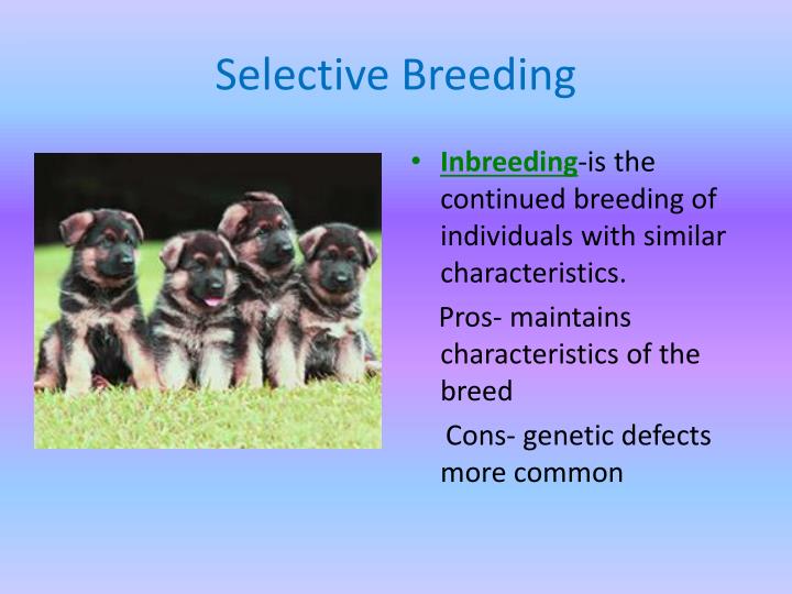 PPT - Genetic Engineering PowerPoint Presentation - ID:1605701