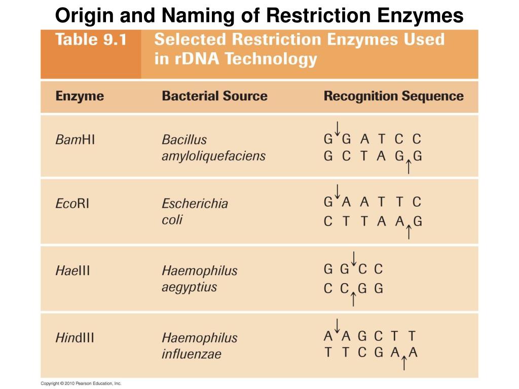 palindromic sequence recognized by restriction enzymes palindromic sequence recognized by restriction enzymes