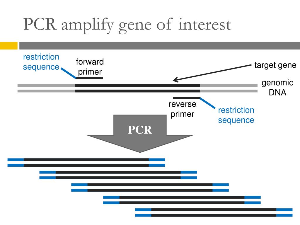 touchdown pcr to amplify 3kb plasmid region touchdown pcr to amplify 3kb plasmid region