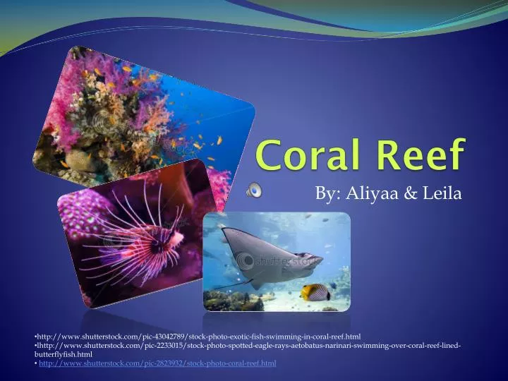 coral reef n.