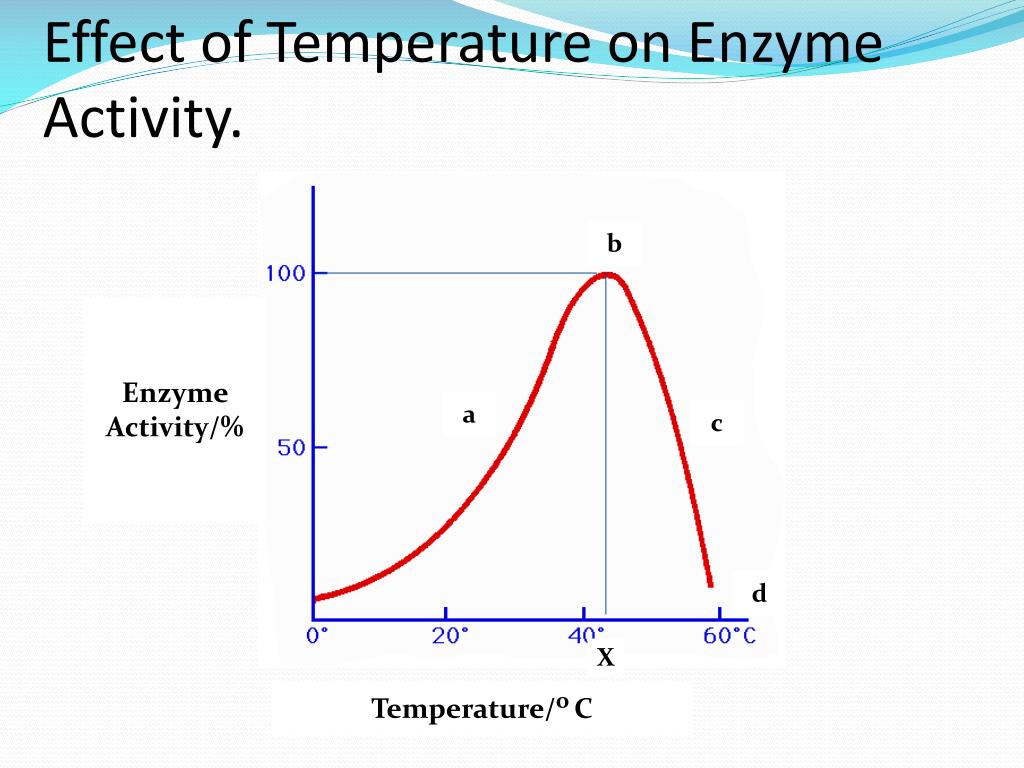 PPT Topic 3.6 Enzymes PowerPoint Presentation, free