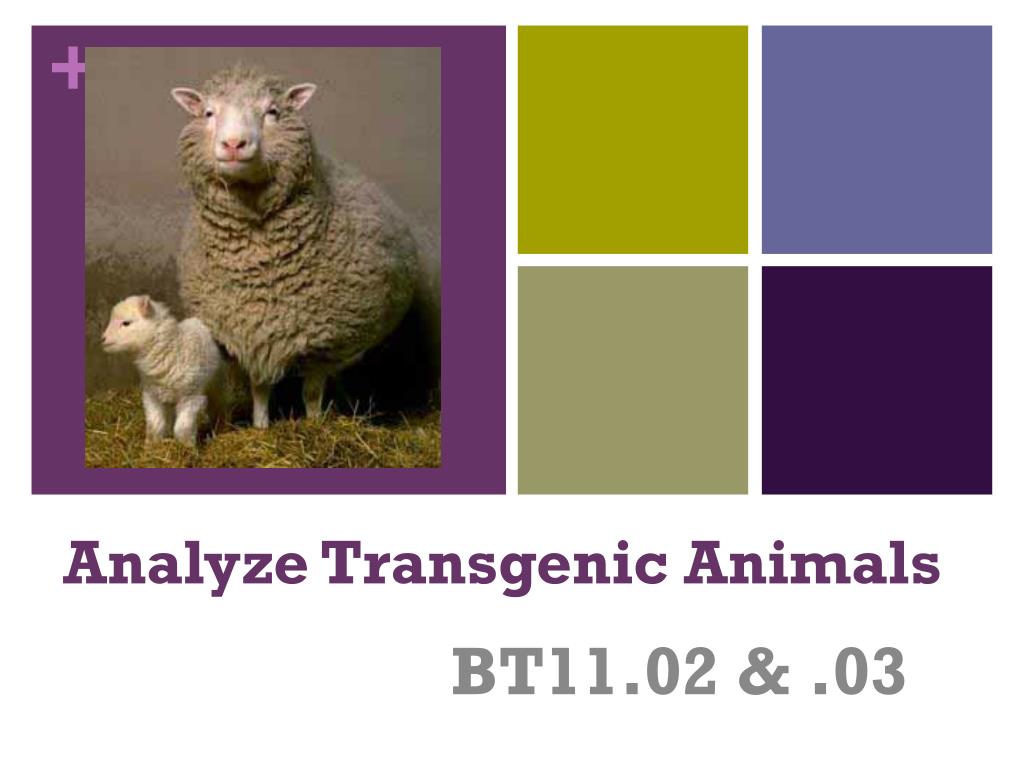 Ppt Analyze Transgenic Animals Powerpoint Presentation Free Download Id 1606431