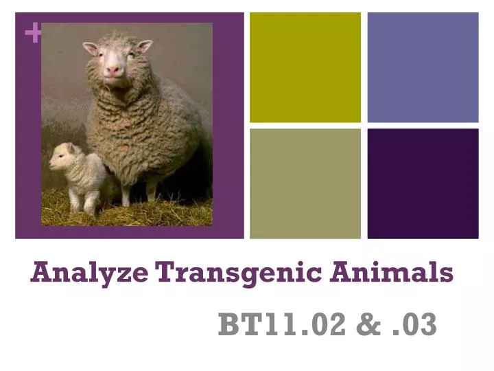 PPT - Analyze Transgenic Animals PowerPoint Presentation, free download -  ID:1606431