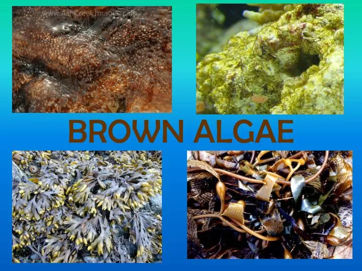 ppt-brown-algae-powerpoint-presentation-free-download-id-1606503