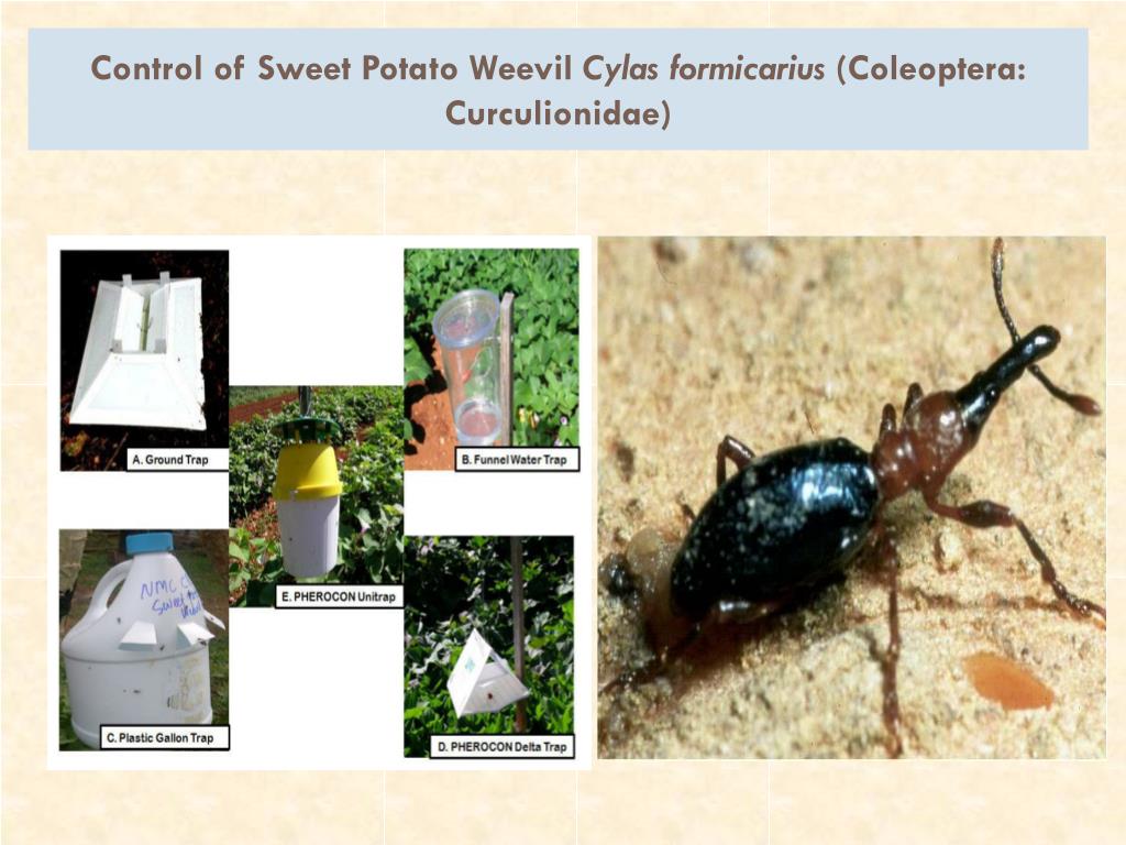 PPT - Control of Sweet Potato Weevil Cylas formicarius ...