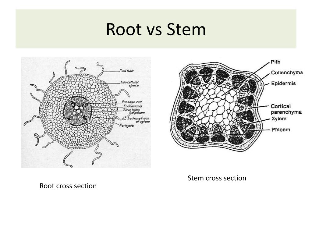 PPT Basic Horticultural Botany PowerPoint Presentation Free Download PPT Basic Horticultural Botany PowerPoint Presentation Free Download