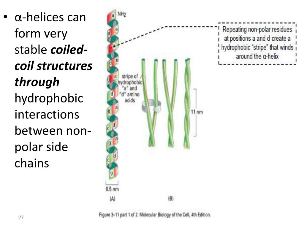 PPT - Cell Biology & Molecular Biology of The Cell PowerPoint ...