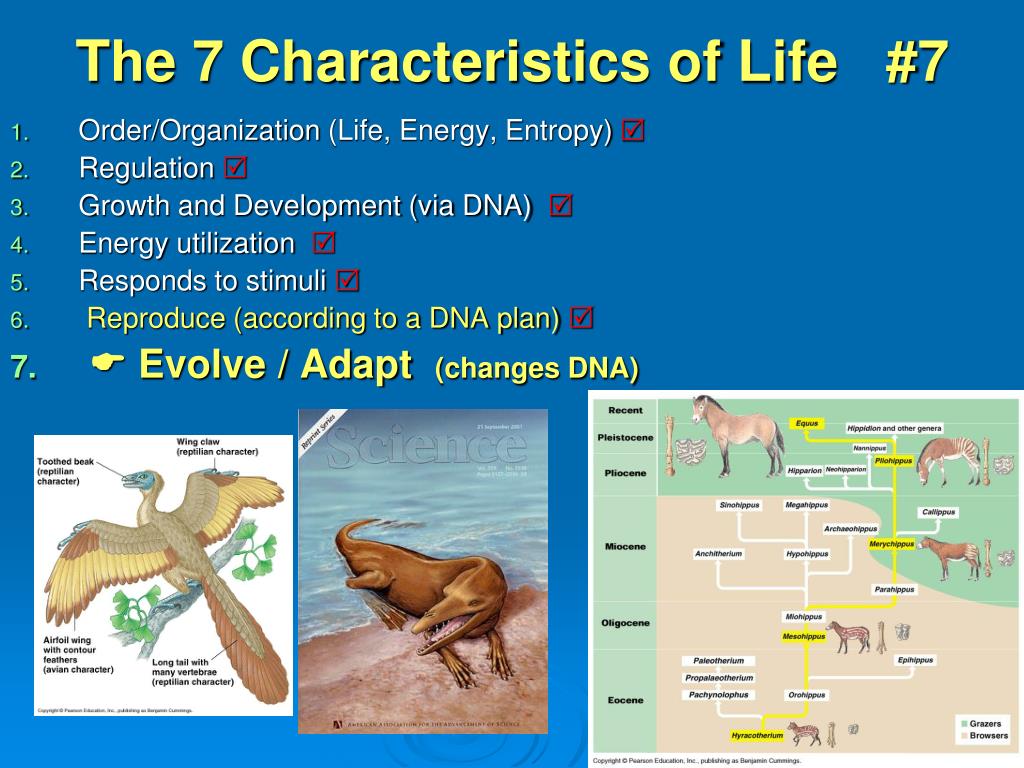 PPT - The 7 Characteristics of Life #7 PowerPoint Presentation, free  download - ID:1607806