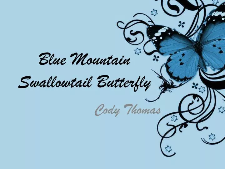 blue mountain swallowtail butterfly n.