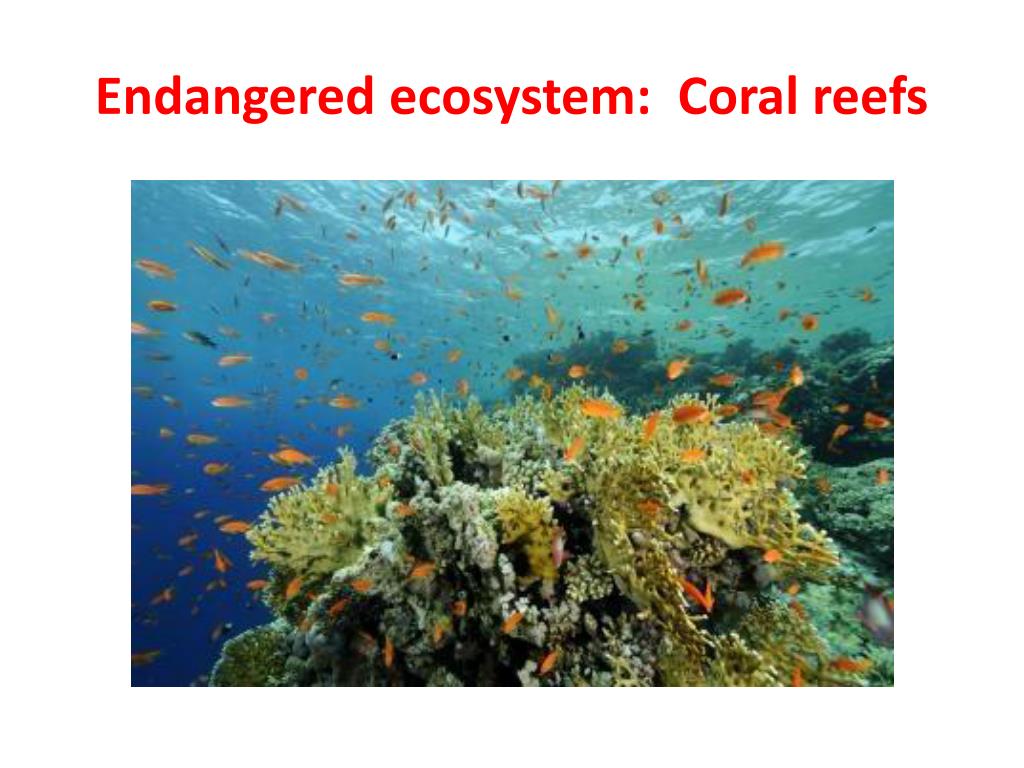PPT - Endangered Species and Ecosystems PowerPoint Presentation, free ...
