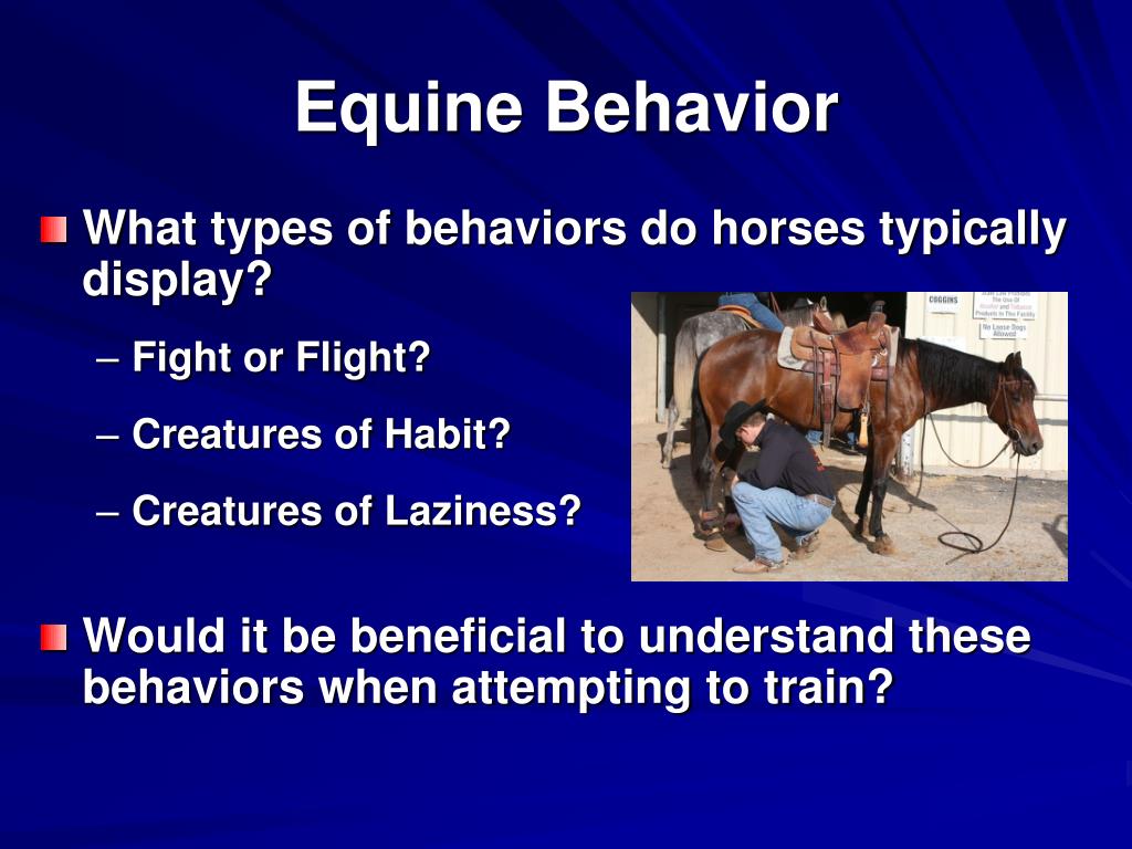equine behaviour dissertation ideas