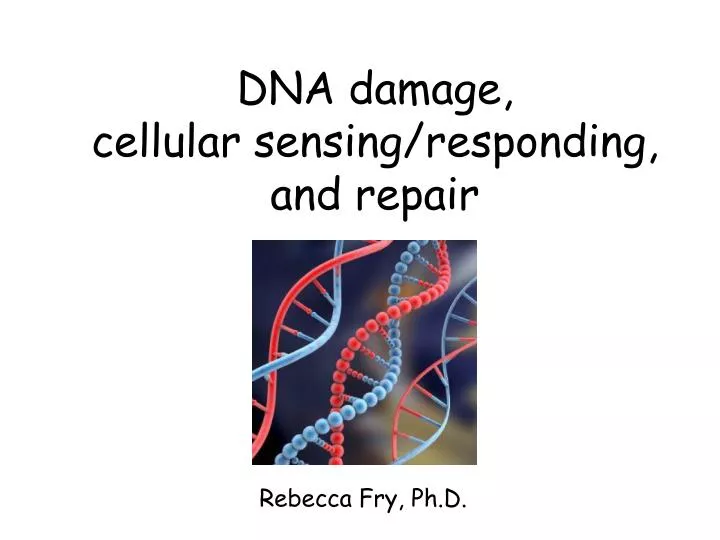PPT DNA damage, cellular sensing/responding, and repair PowerPoint