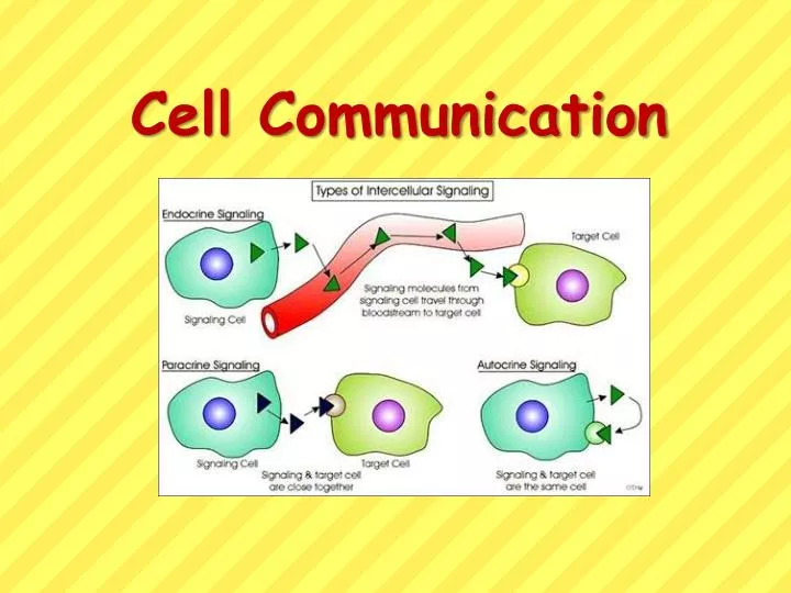 Types Of Cell Communication Worksheet