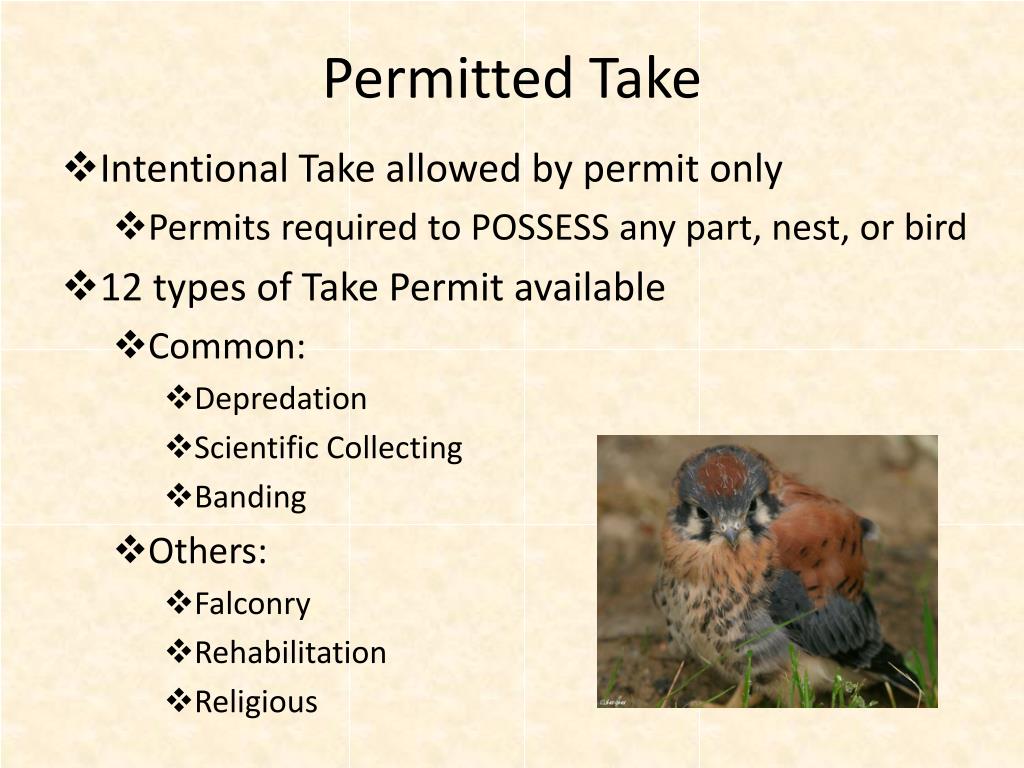 PPT Migratory Bird Treaty Act Bald & Golden Eagle Protection Act EO