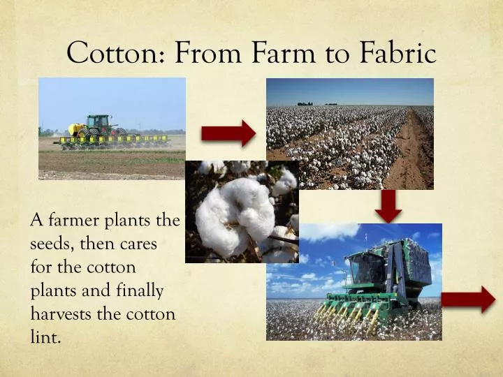 journey of cotton