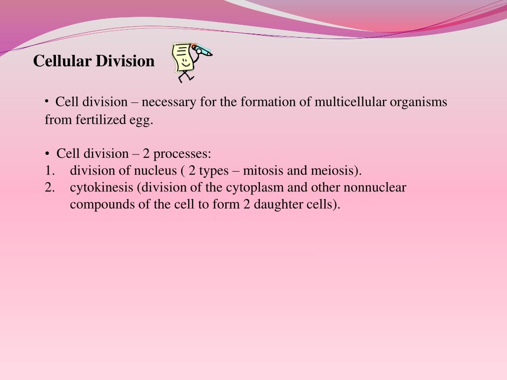 PPT - Know the stages of cellular division- mitosis and meiosis ...
