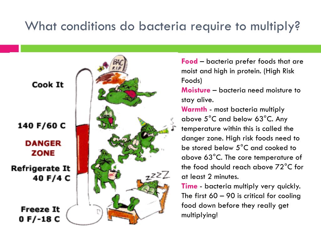 How fast does bacteria multiply