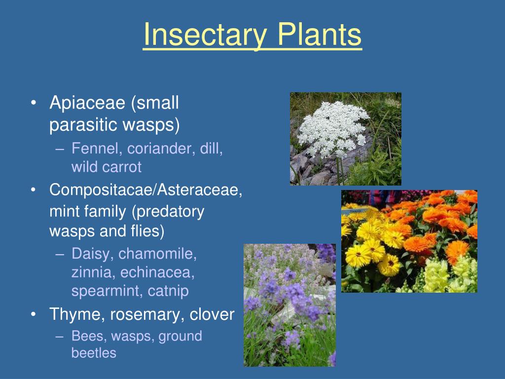 PPT Insect Control in the Organic Vegetable Garden PowerPoint