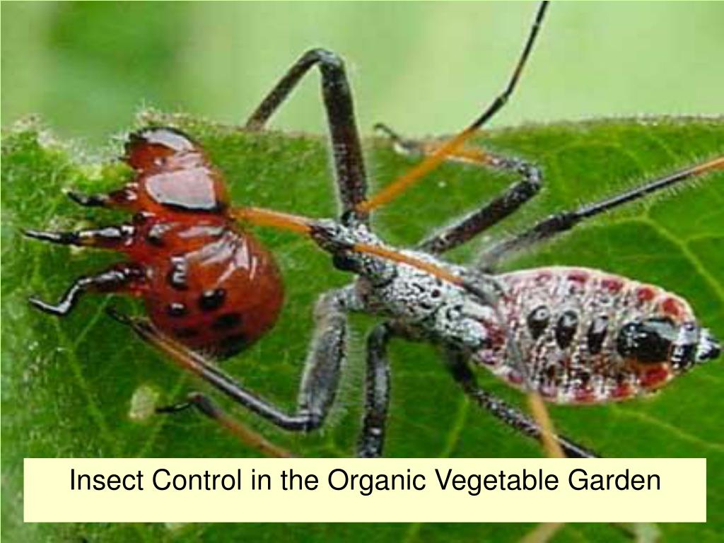 Ppt Insect Control In The Organic Vegetable Garden Powerpoint