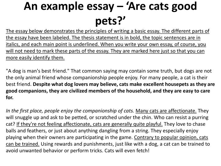 Essay on dog and cat