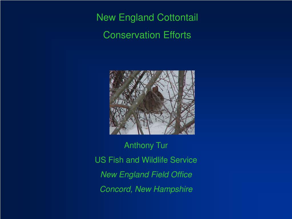 PPT - New England Cottontail Conservation Efforts PowerPoint ...