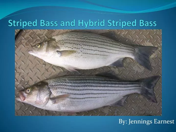 striped bass and hybrid striped bass n.