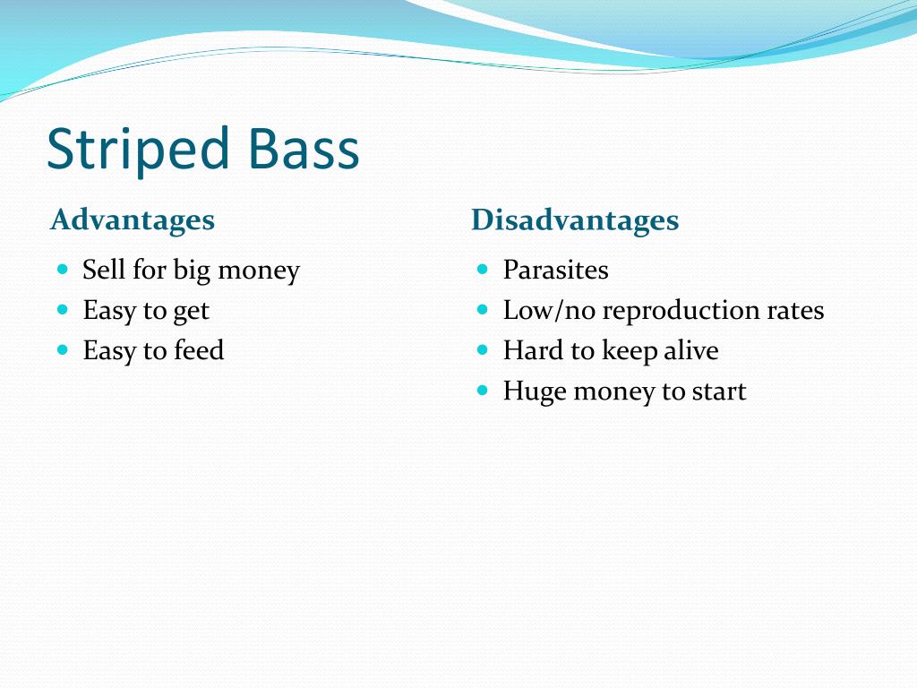 PPT Striped Bass and Hybrid Striped Bass PowerPoint Presentation