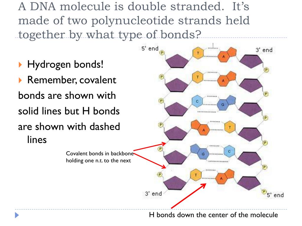 Ppt Dna Structure And Replication Review Powerpoint Presentation Free