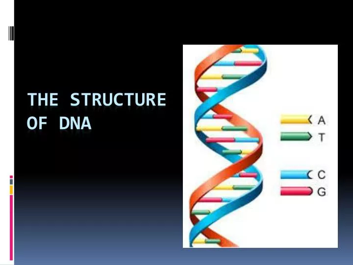 ppt the structure of dna powerpoint
