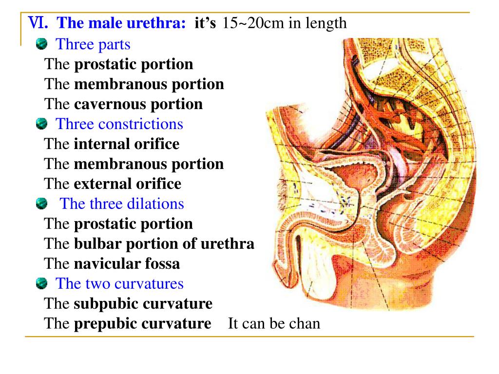 Urethra Doujinshi