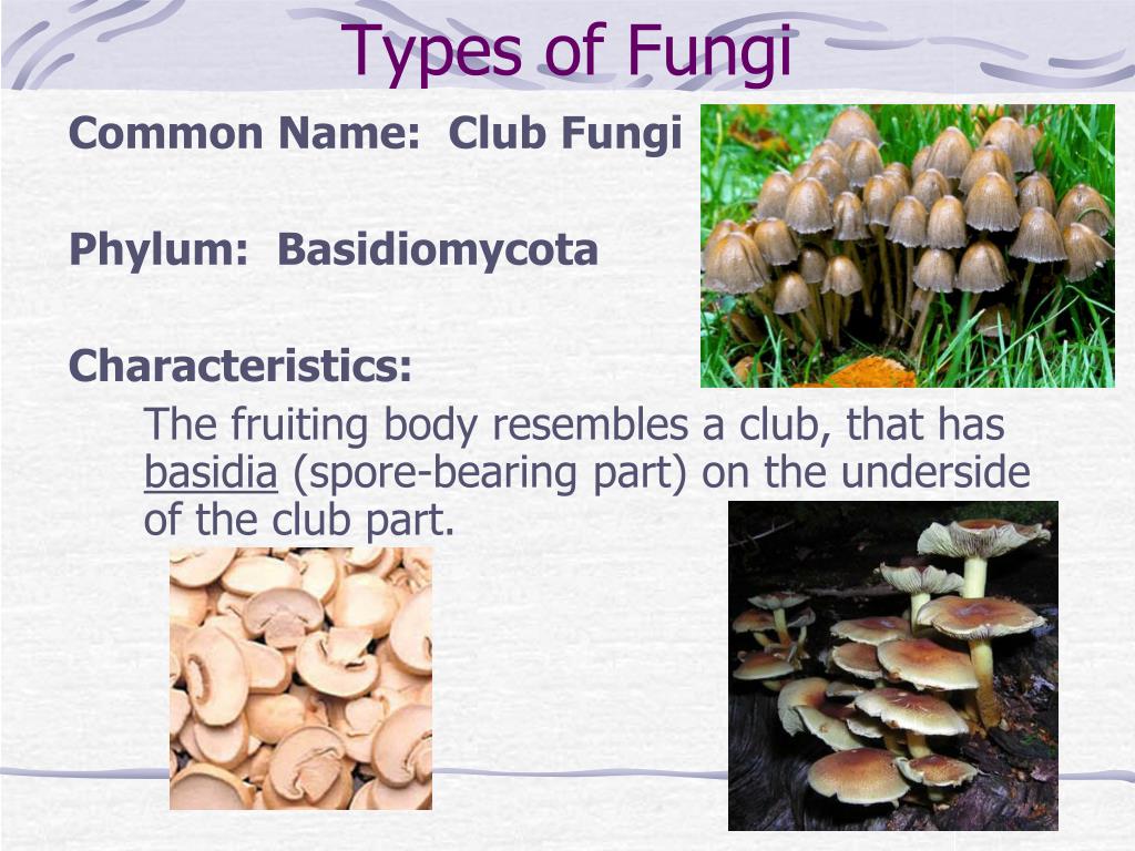 Ppt Chapter 21 Kingdom Fungi Notes Powerpoint Presentation Free Download Id Ppt Chapter 21 Kingdom Fungi Notes Powerpoint Presentation Free Download Id