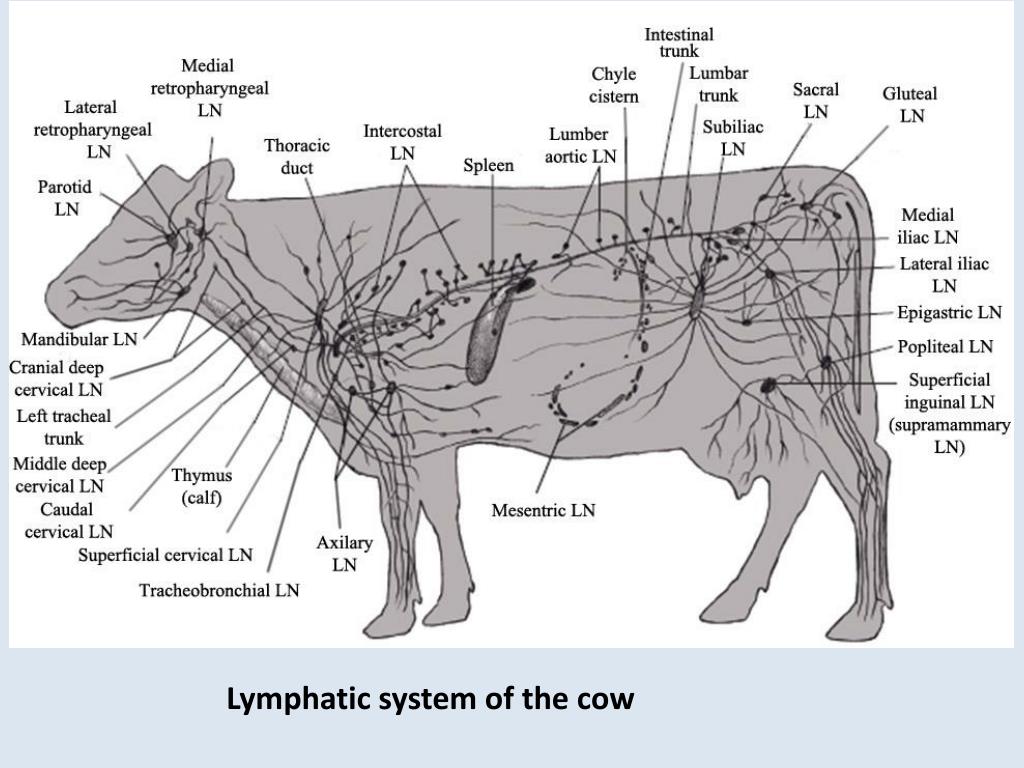 Lymphatic System Map lymphatic-system-map