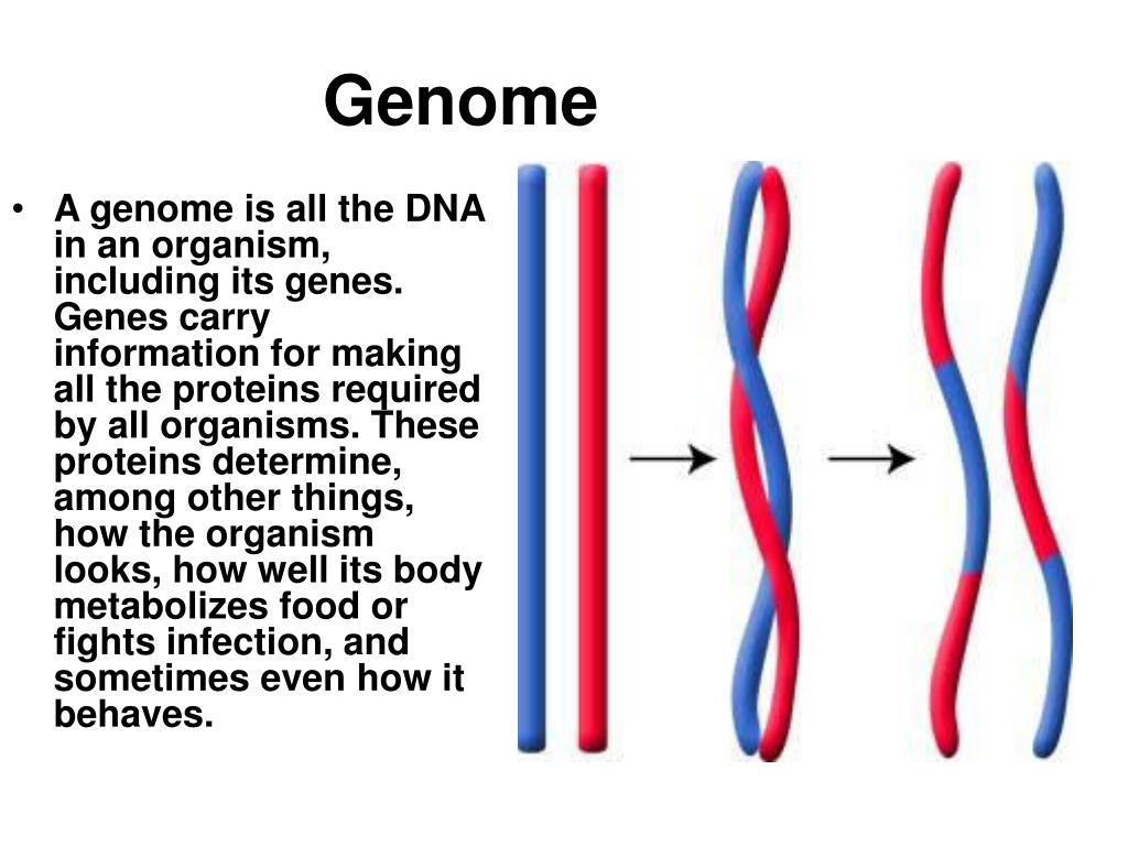 Геном дон сайт
