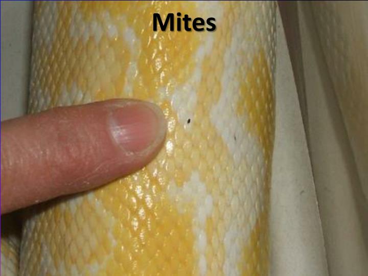 Parasitology at University of Florida College of ...