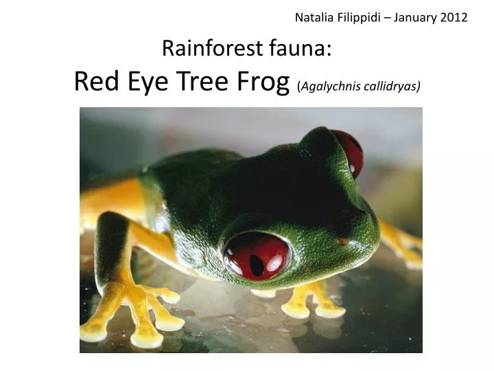 rainforest fauna red eye tree frog agalychnis callidryas n.