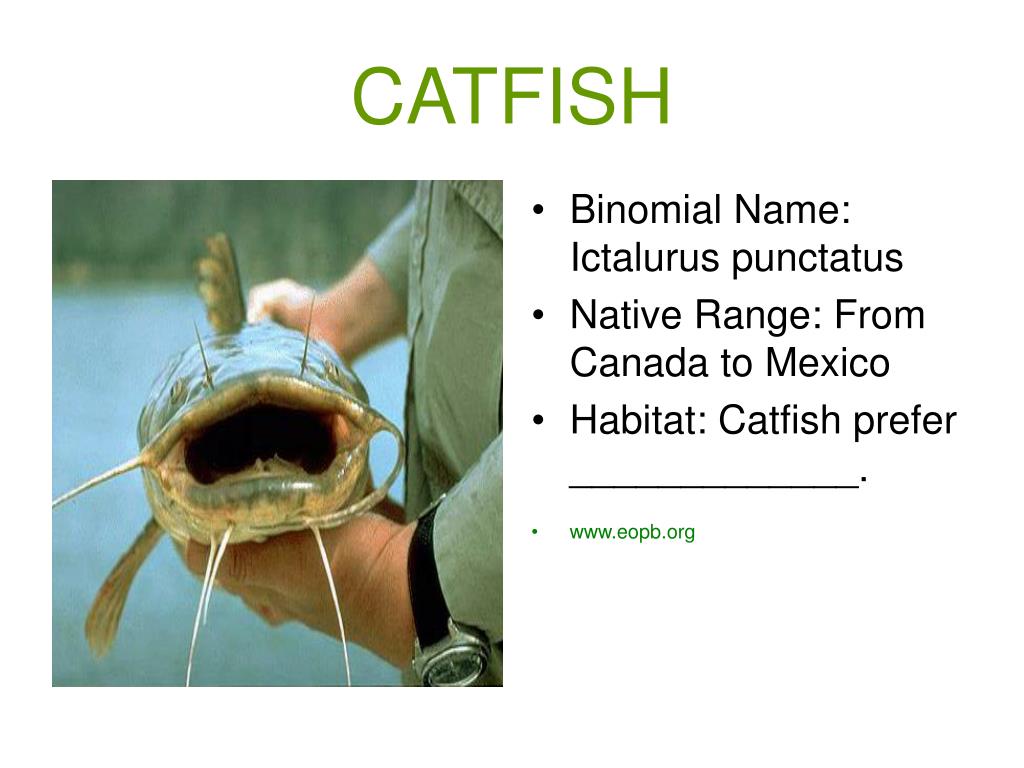 PPT Freshwater Fish Of The Northern U S Canada PowerPoint 