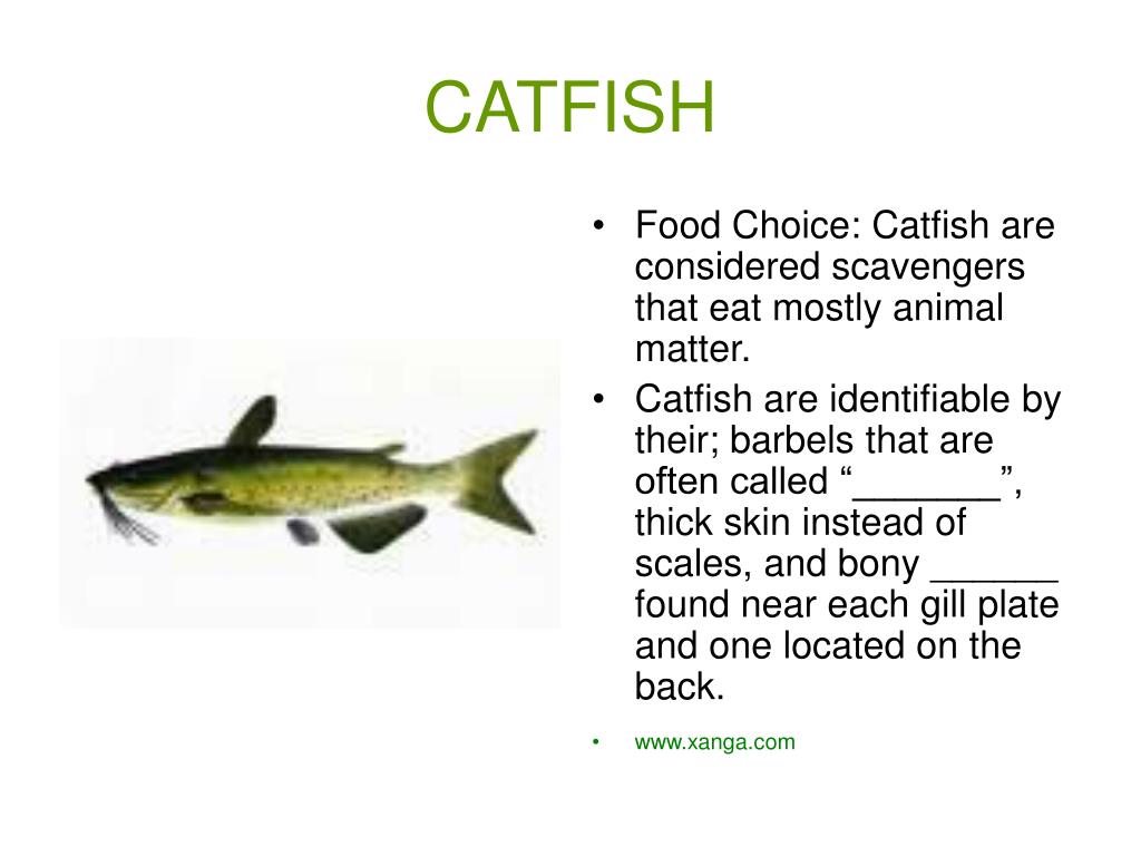 PPT Freshwater Fish of the Northern U.S. & Canada PowerPoint