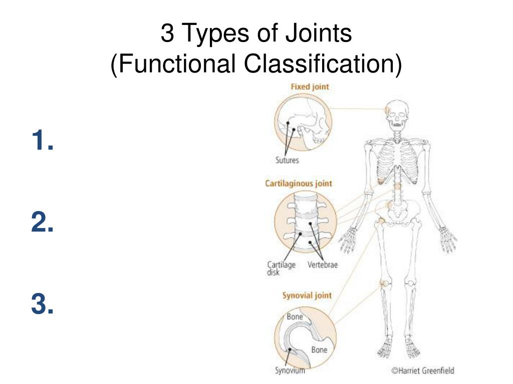PPT - Joints of the Human Body PowerPoint Presentation, free download ...