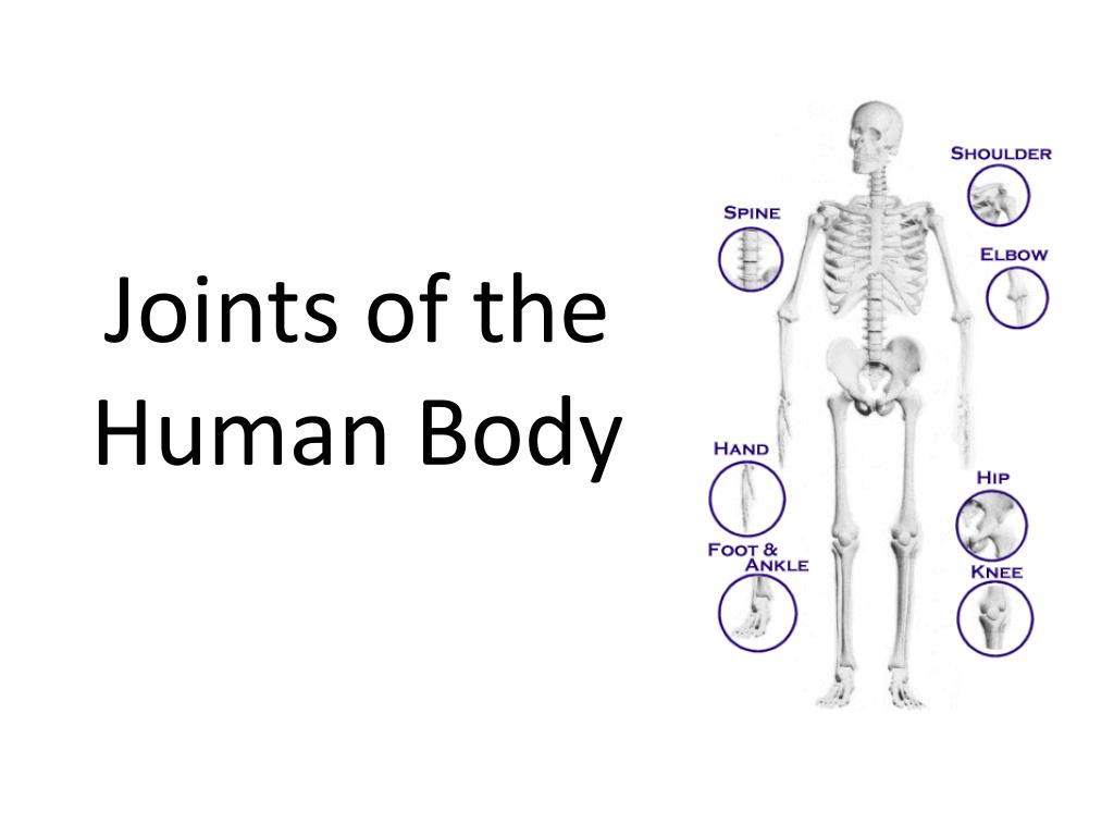 Joints of the Human Body PowerPoint Presentation free download Biology Diagrams