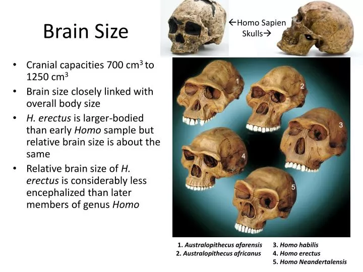 Australopithecus Afarensis Brain Size