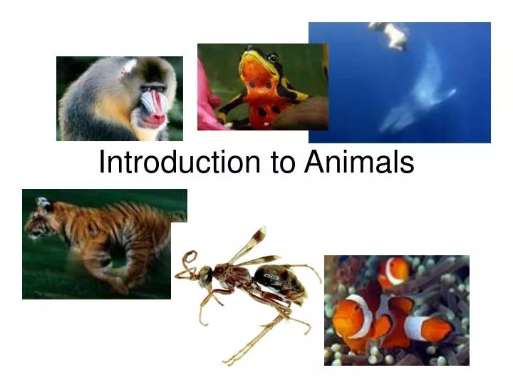 introduction to animals n.