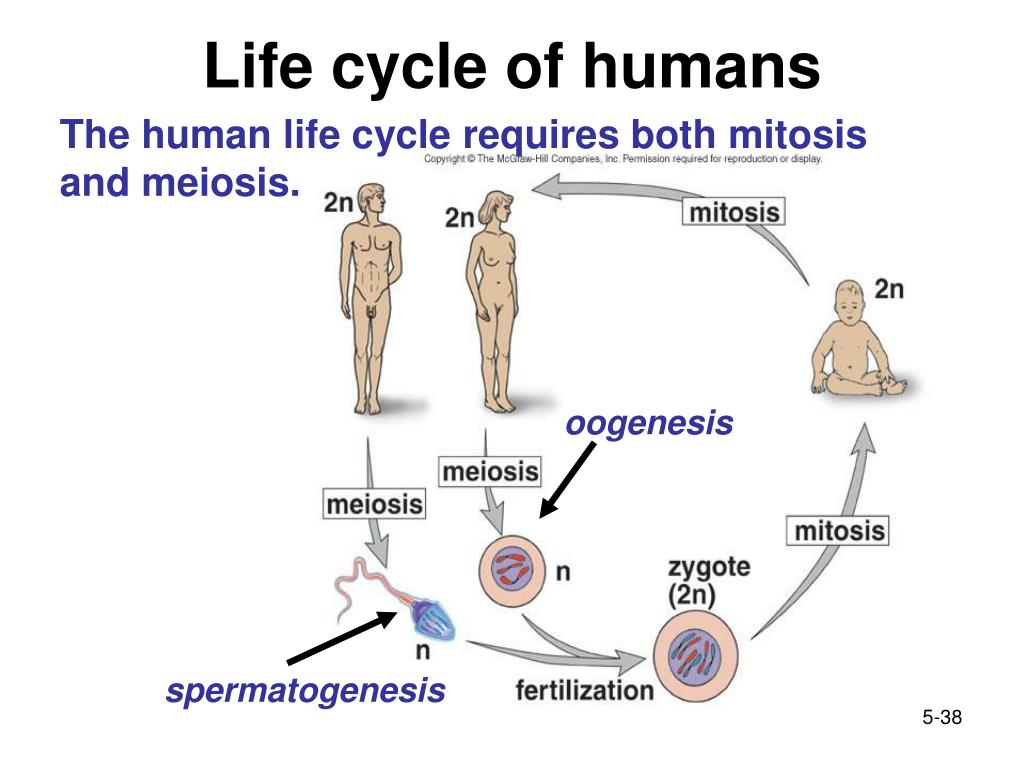 PPT - Chapter 5: Cell Division PowerPoint Presentation, free download ...