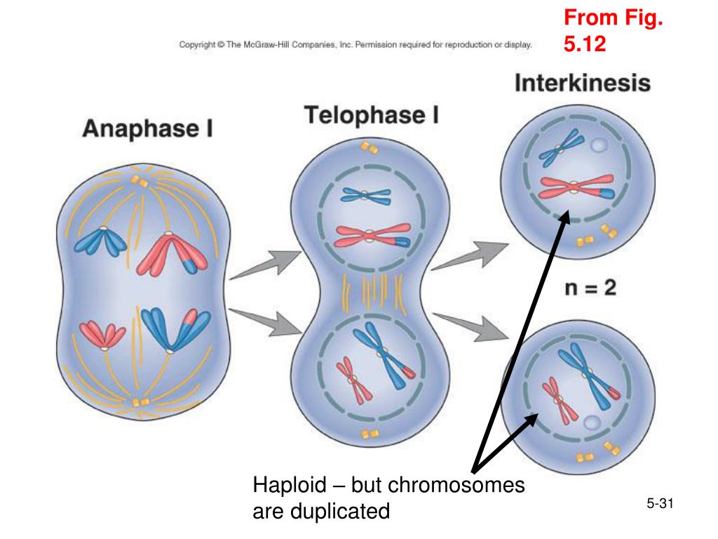 chromosomes duplicate during chromosomes duplicate during