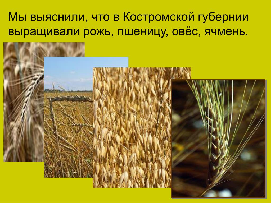 Описать пшеницу по плану