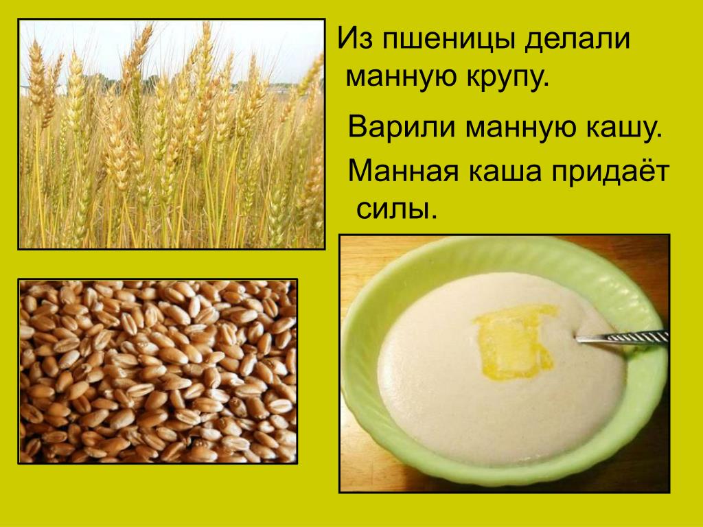 Пшеничная из какого зерна. Из чего делают манную крупу. Пшеница манка. Что делают из пшеницы. Из чего делают манку манную крупу.