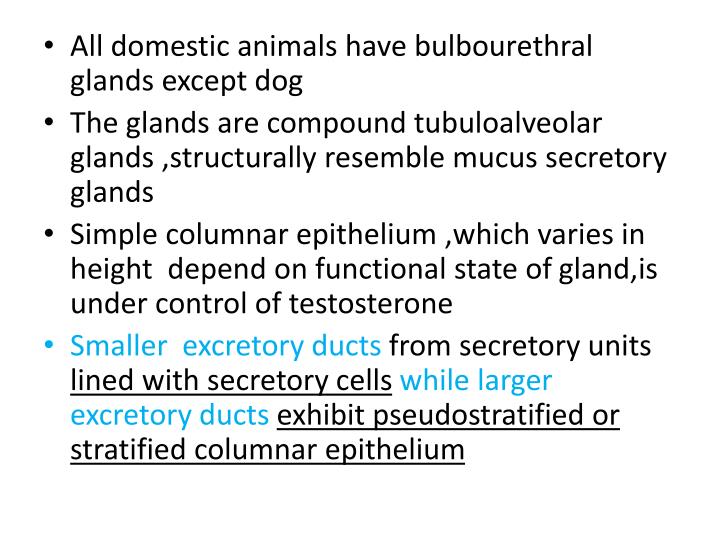 PPT URINARY BLADDER & BULBOURETHRAL GLAND PowerPoint Presentation