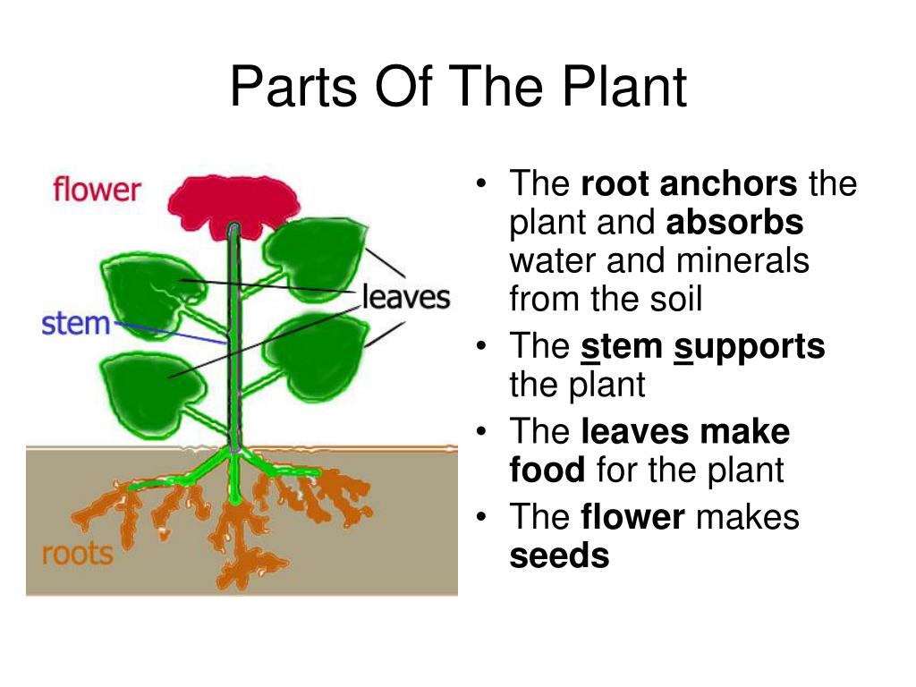 Looking for the plant. Which Part of Plant makes Seed. He Journey of Minerals from the Soil to the Stem. Steps in a Life of the Plants. Stem-ге Кіріспе.