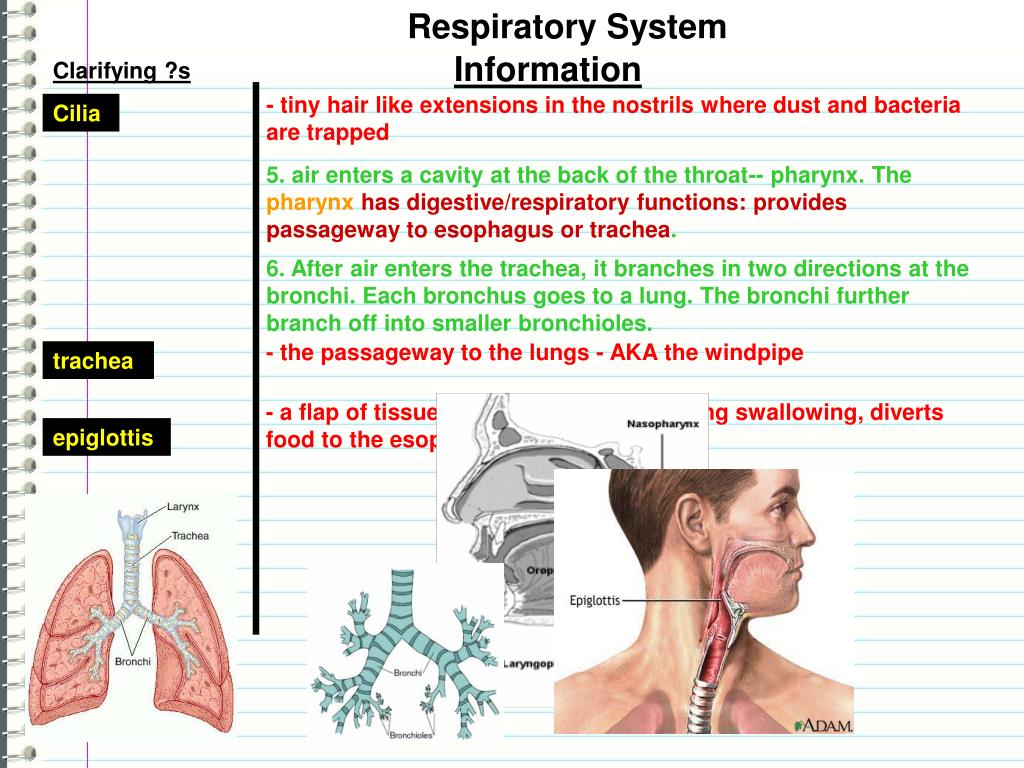PPT - The Respiratory System PowerPoint Presentation, free download