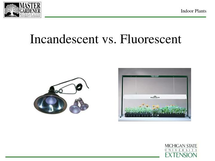 PPT Indoor Plants PowerPoint Presentation ID1703819