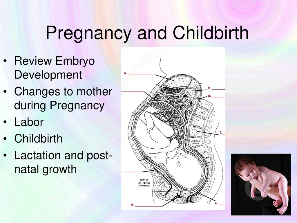 pregnancy and childbirth essay